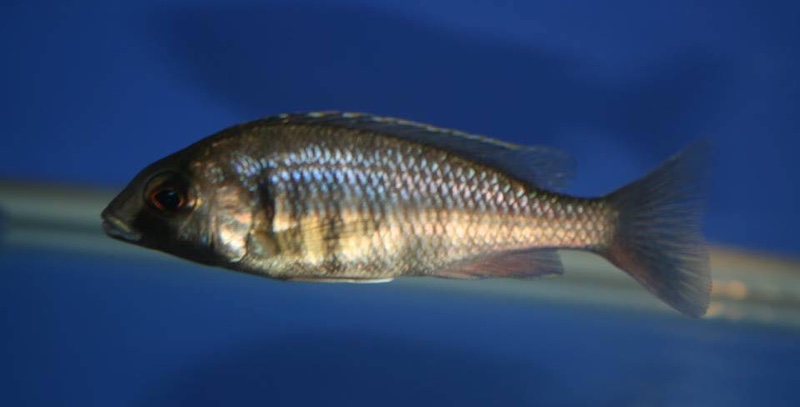 Placidochromis electra 'Chiofu Bay'